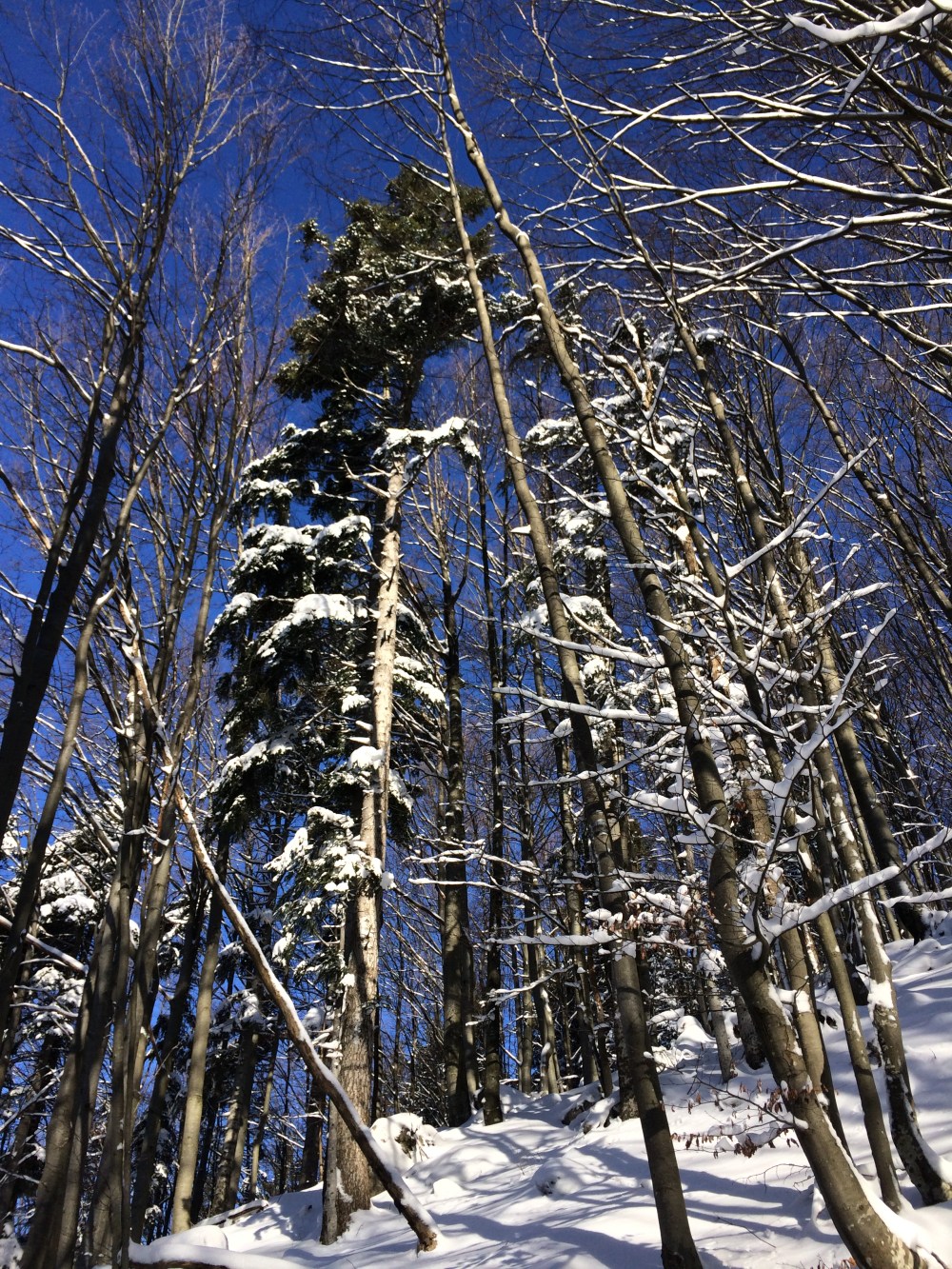 Photo 15-01-2017, 10 01 59