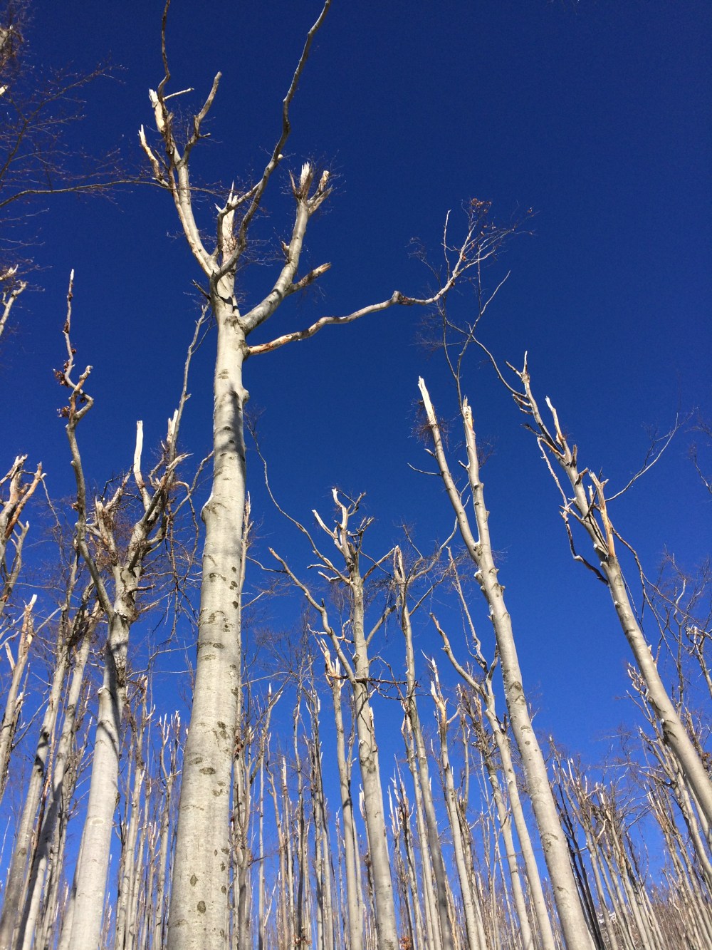 Photo 15-01-2017, 10 27 28