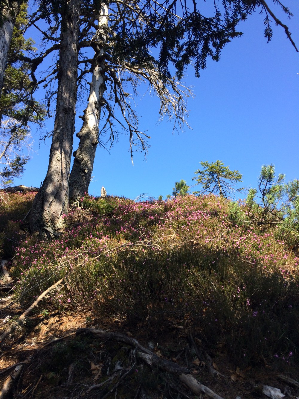 Photo 09-04-2017, 10 43 10