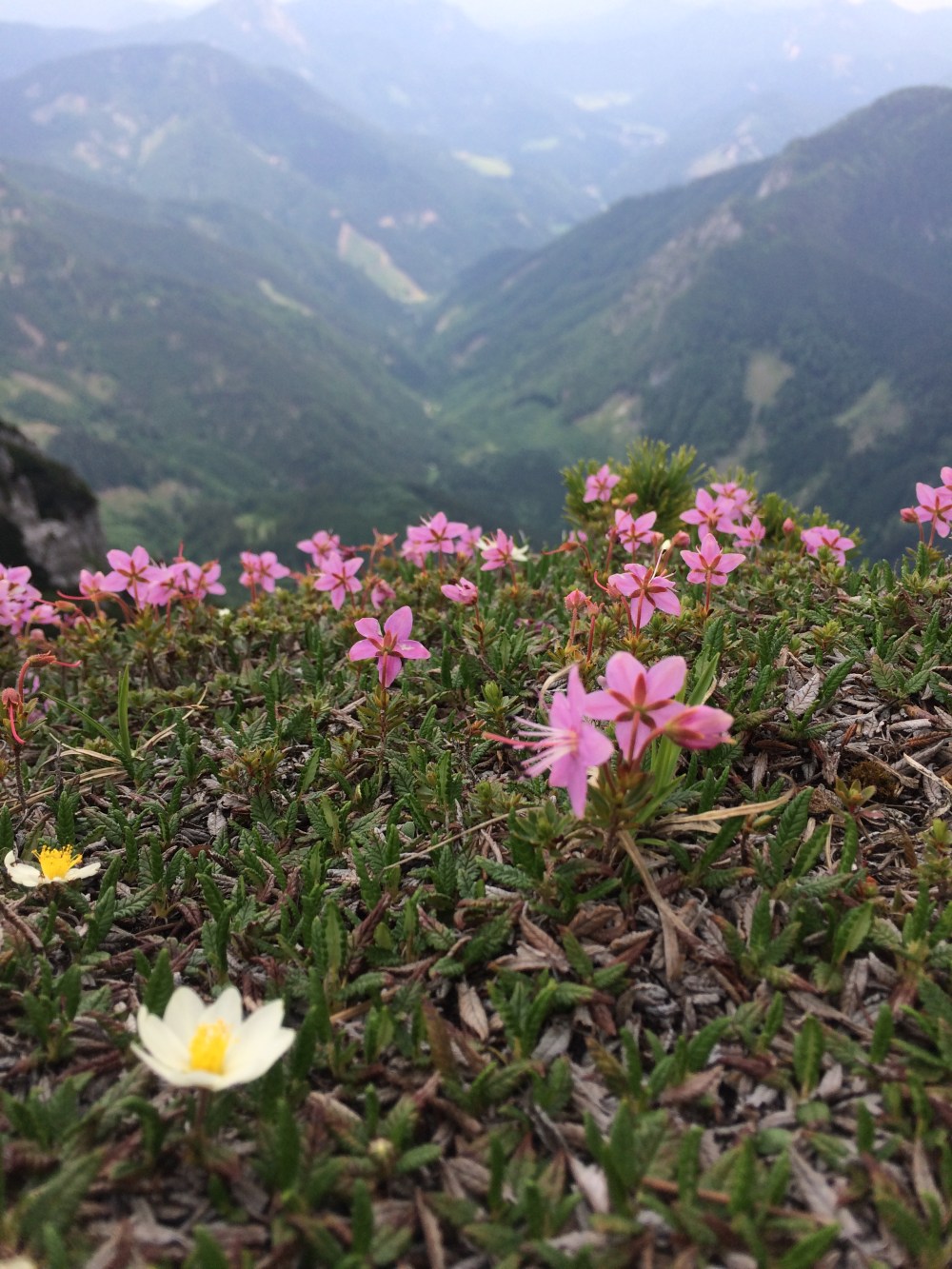 Photo 04-06-2017, 13 18 07